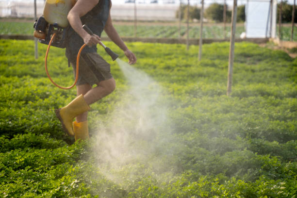 Best Affordable Pest Control Services  in Black Rock, NM