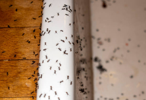 Best Pest Inspection Near Me  in Black Rock, NM